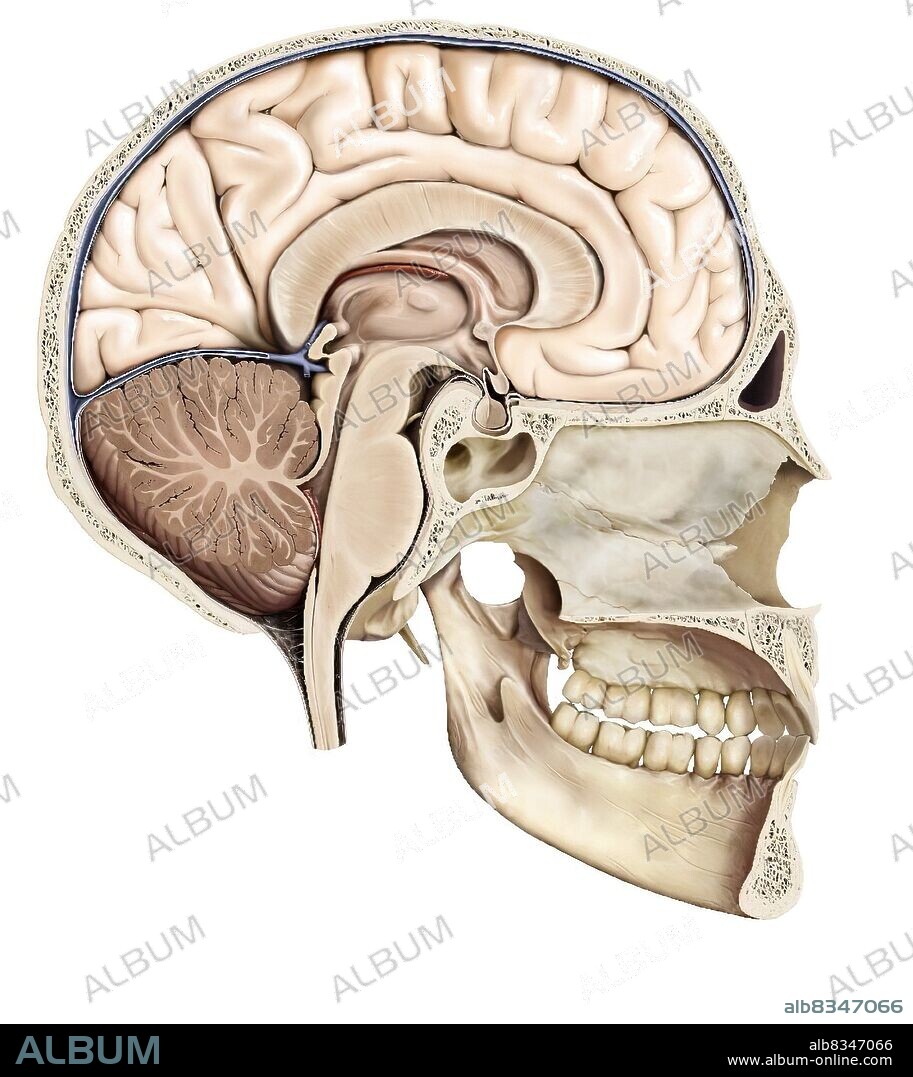 Part of the central nervous system enclosed in the skull, consisting of the cerebrum, cerebellum and brain stem; it is responsible for sensory perception, most movements, memory, language, reflexes and vital functions.