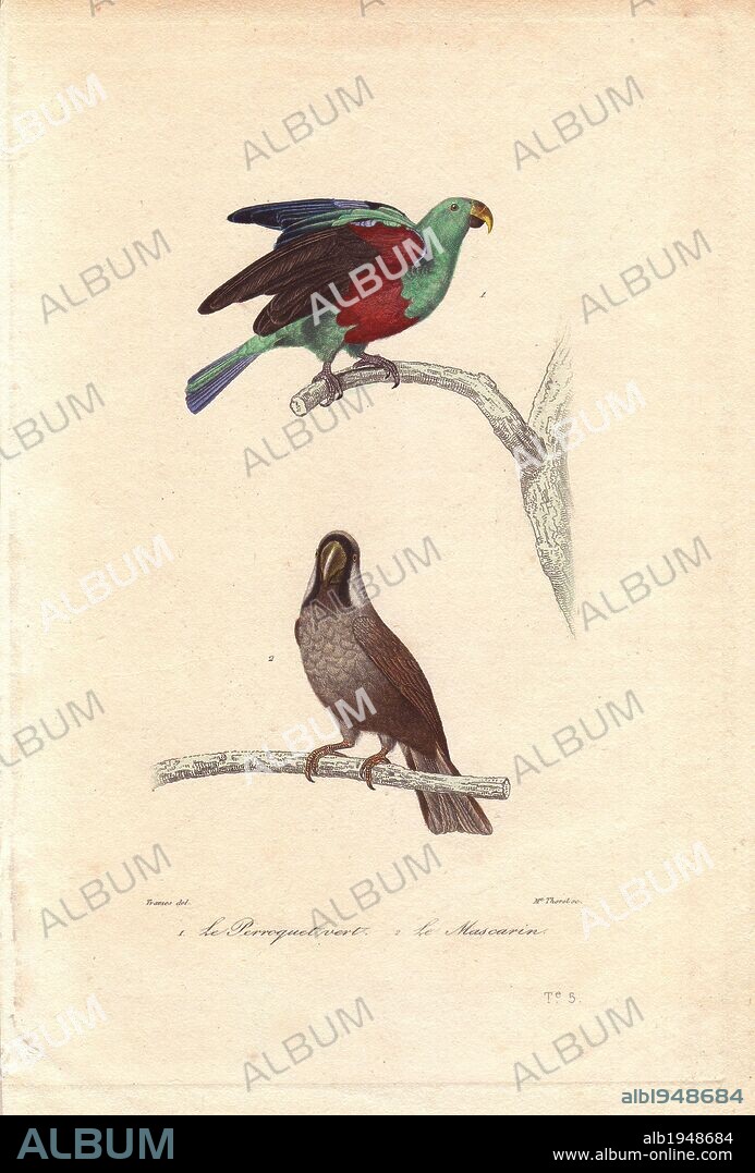 Green parrot, Psittacus viridis, and extinct Mascarene parrot, Mascarinus mascarinus. Handcolored engraving by Madame Thorel after a drawing by Edouard Travies from Richard's "Oeuvres Completes de Buffon," Paris, Pourrat Freres, 1839.