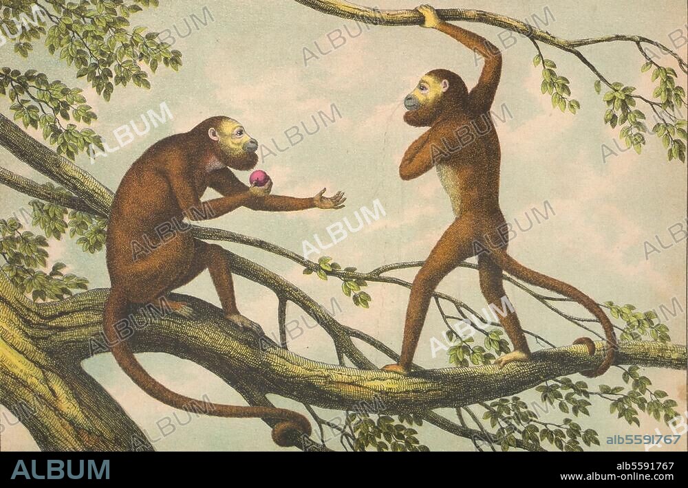 Zoologie / Affen. "Der rothe Brüllaffe, Mycetes seniculus". Federlithographie, koloriert, unbez. Tafel 50 aus: Schreiber's Bilder-Werke für den Anschauungs-Unterricht, 6. Bd., Wilde Tiere aller Zonen, Eßlingen (J.F. Schreiber) o. J. (um 1850). Berlin, Sammlung Archiv für Kunst und Geschichte.