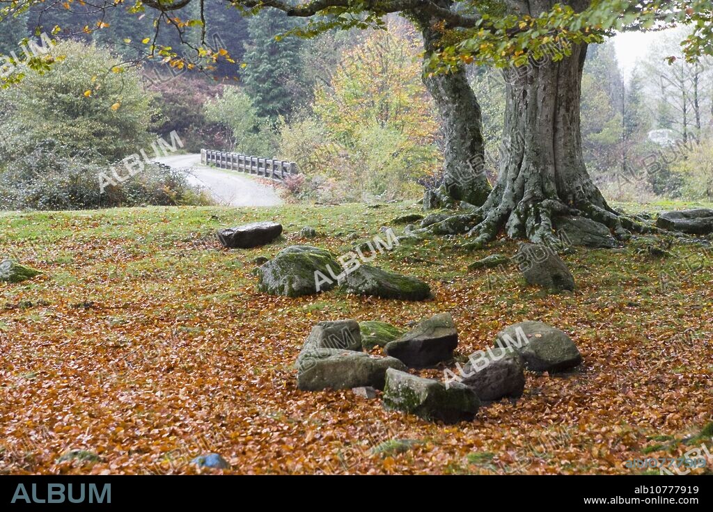 Beechwood, Gorbea Natural Park. Álava-Biscay, Euskadi, Spain.