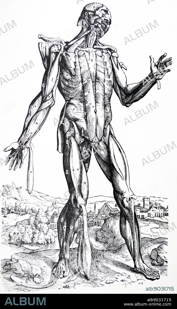 The Plates from the Second Book of the De Humani Corporis Fabrica by Andreas Vesalius, (1514-1564) Plate 28 - The Fifth Plate of the Muscles. The fifth in the sequence of dissection has many removed which were fully uncovered in the fourth. This plate also exposes many which will be shown reflected in the sixth.