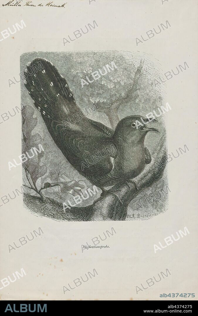 Cuculus canorus, Print, The common cuckoo (Cuculus canorus) is a member of the cuckoo order of birds, Cuculiformes, which includes the roadrunners, the anis and the coucals., 1882-1883.