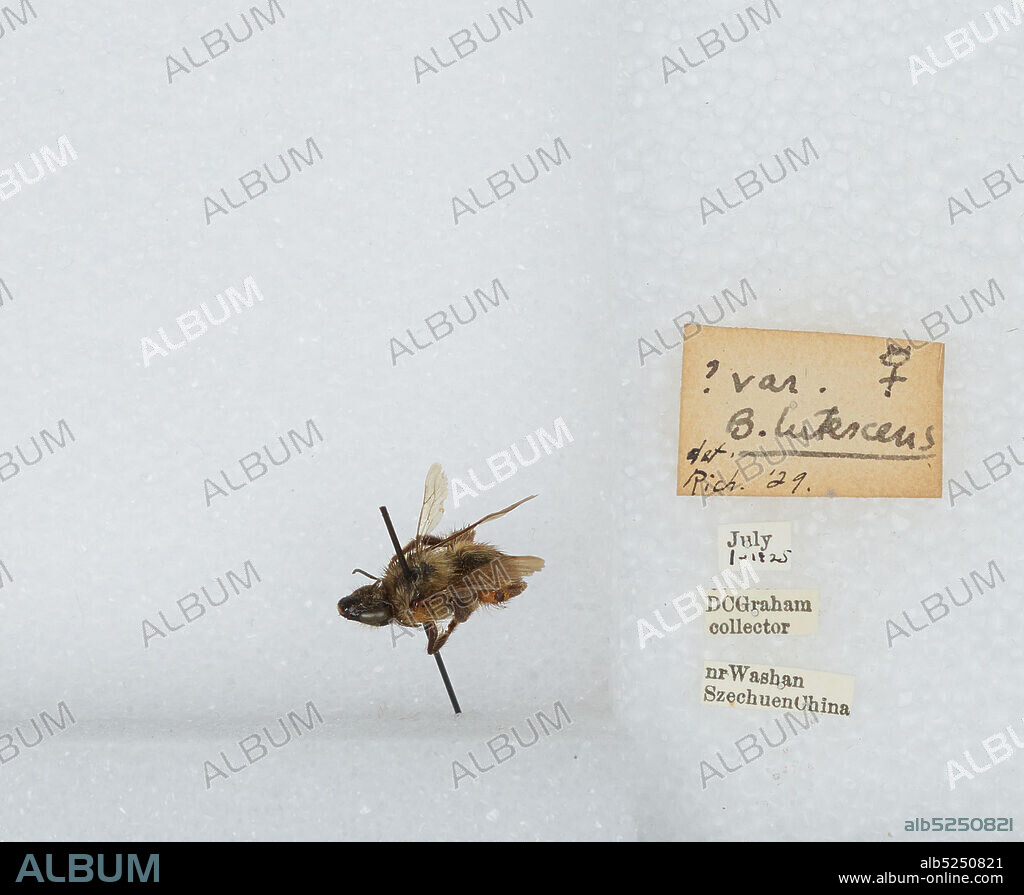 Washan, Sichuan, China, Bombus inexpectatus Tkalcu, 1963, Animalia, Arthropoda, Insecta, Hymenoptera, Apidae, Apinae.