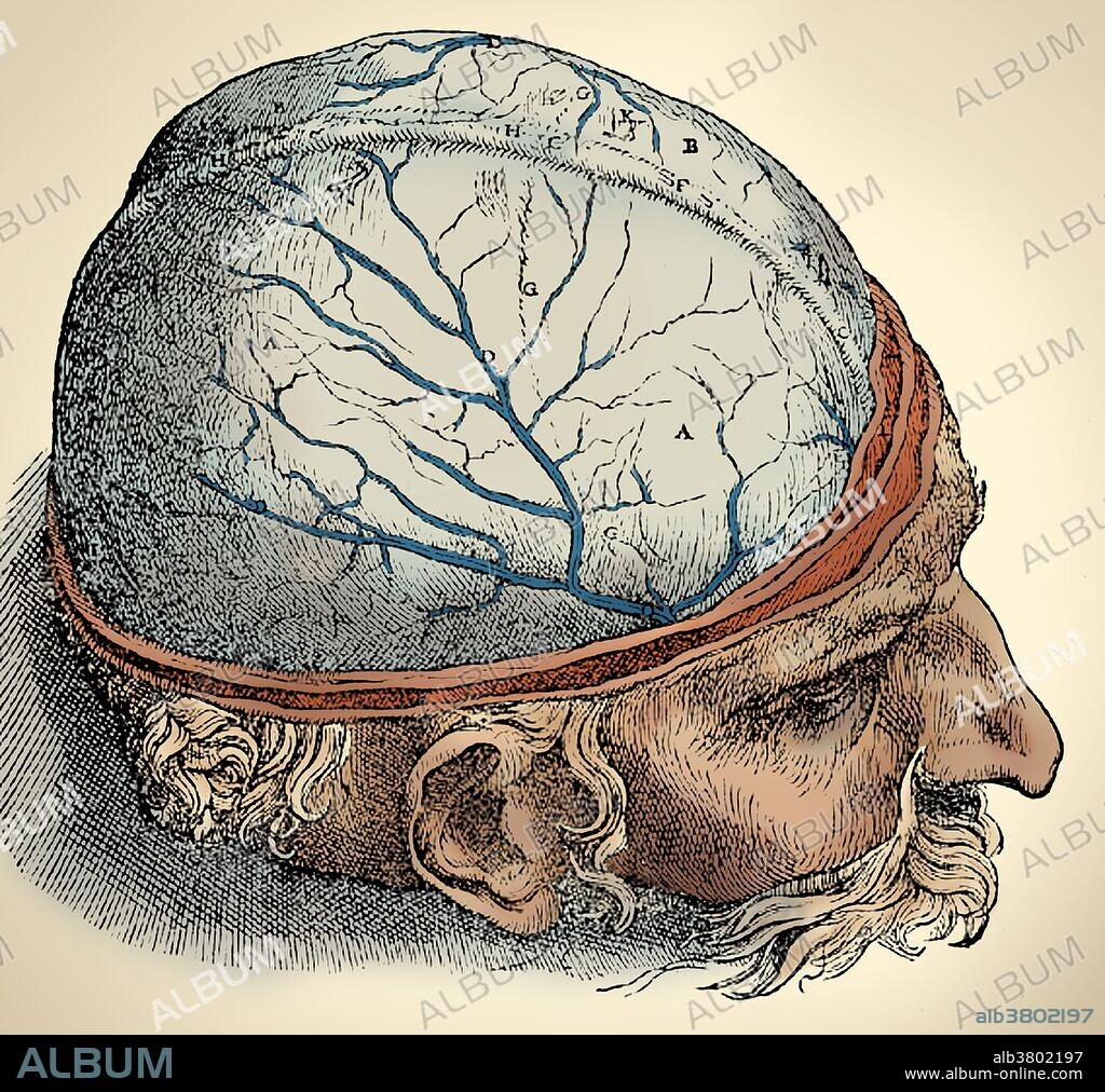 Vesalius was determined to show the inside of the brain, just as he had with so many other organs. When he took up the subject of brain anatomy and physiology, he had to deal not only with Galen's ideas but those of medieval theologians, who had done little or no direct observation. Contemporary descriptions of the brain divided it into ventricles, much like the heart, and declared it the origin of a substance called "animal spirit," which it distributed to the rest of the body. De Humani Corporis Fabrica (On the Fabric of the Human Body) is one of the most influential works in the history of Western medicine. It was conceived and written by 28 year old Andreas Vesalius (December 31, 1514 - October 15, 1564) a Belgian anatomist and physician. He was a professor at the University of Padua and later became Imperial physician at the court of Emperor Charles V. He was both a gifted dissector and a learned scholar whose great contribution was to apply to anatomy the critical methods developed by the Renaissance humanist scholars. In 1564 he went on a pilgrimage to the Holy Land. When he reached Jerusalem, he received a message requesting he again accept the Paduan professorship, which had become vacant. The ship he sailed on was wrecked on the island of Zakynthos. Here he soon died in such debt that a benefactor paid for his funeral. He was 49 years old.