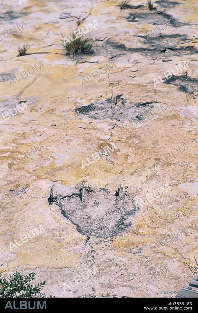 Dinosaur footprints located near Clayton Lake in Union County, New Mexico. Several hundred such prints can be viewed at this site.