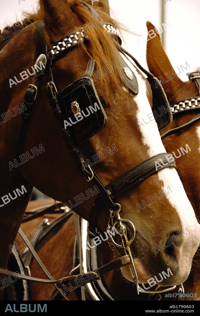 Caballo con bridas y anteojeras. Sevilla. Andalucía. España.