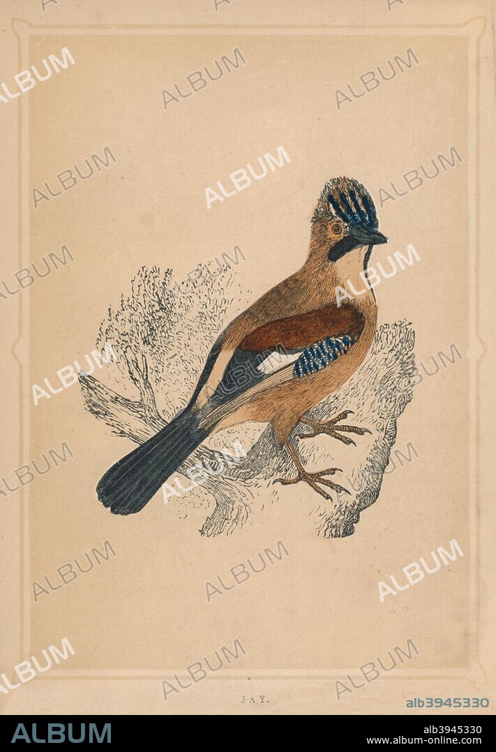 'Jay', (Garrulus glandarius), c1850, (1856). From Bible Natural History: containing a Description of Quadrupeds, Birds, Trees, Plants, Insects, Etc, Mentioned in the Holy Scriptures, by Reverend Francis Orpen Morris. [J. Ainsworth, Manchester, 1856].