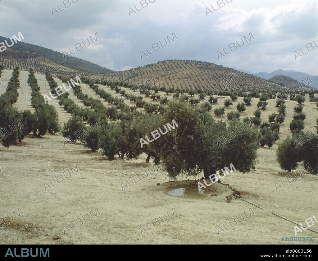 RIEGO DE OLIVOS POR EL SISTEMA DE GOTEO.