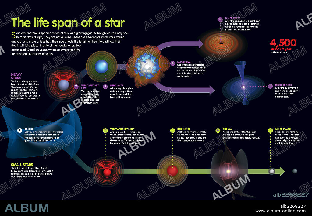 The life span of a star. Infographic that describes the phases that the life of a star goes through from its birth until it disappears.