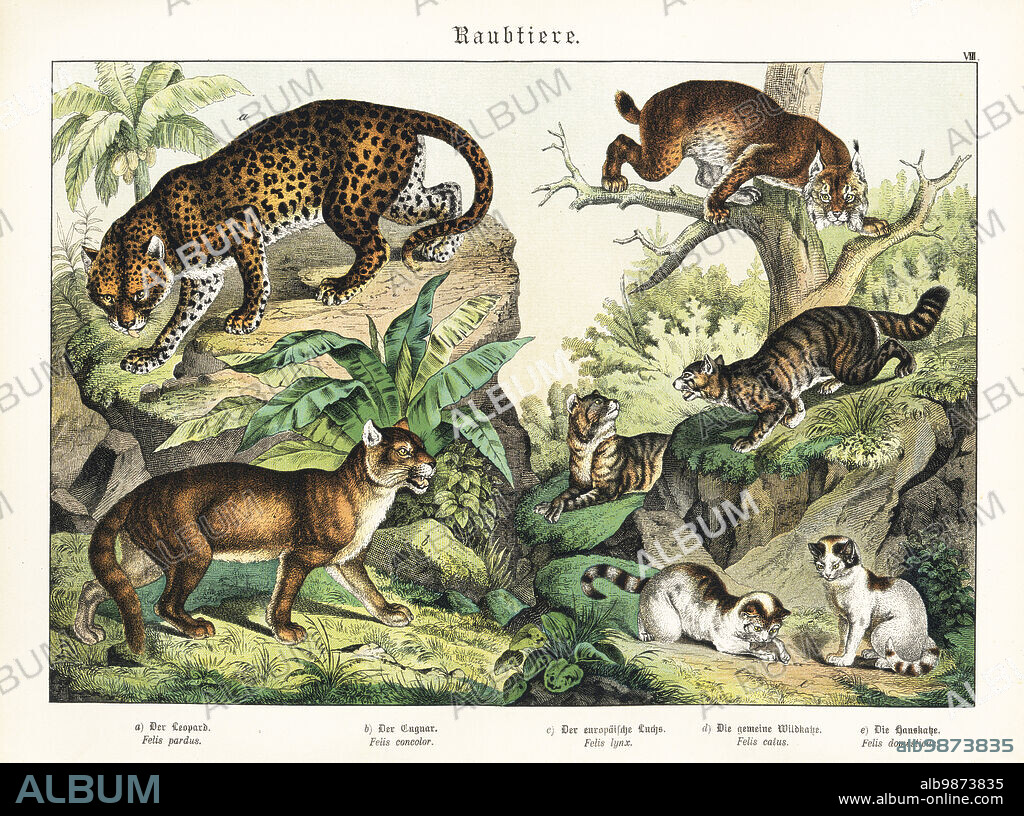 Leopard, Panthera pardus a, cougar, Puma concolor b, lynx, Lynx lynx c, wild cat, Felis catus d, and house cat, Felis catus domesticus e. Chromolithograph from Gotthilf Heinrich von Schubert's Natural History of Animal Kingdoms for School and Home (Naturgeschichte des Tierreichs fur Schule und Haus), Schreiber, Munich, 1886.