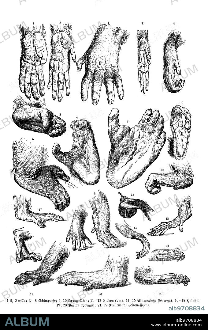 Hand and foot of different monkeys. 1,2 gorilla, 3-8 chimpanzee, 9-10 orangutan 11-13 gibbom, 14-15 colobus monkey, 16-18 hat monkey, 19-20 pavia, 21-22 marmoset, digitally restored reproduction of an original 19th century artwork , exact original date not known.