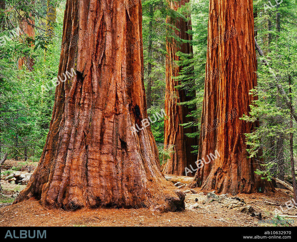 Sequoia trees at the Mariposa Grove, Yosemite National Park, California, USA.