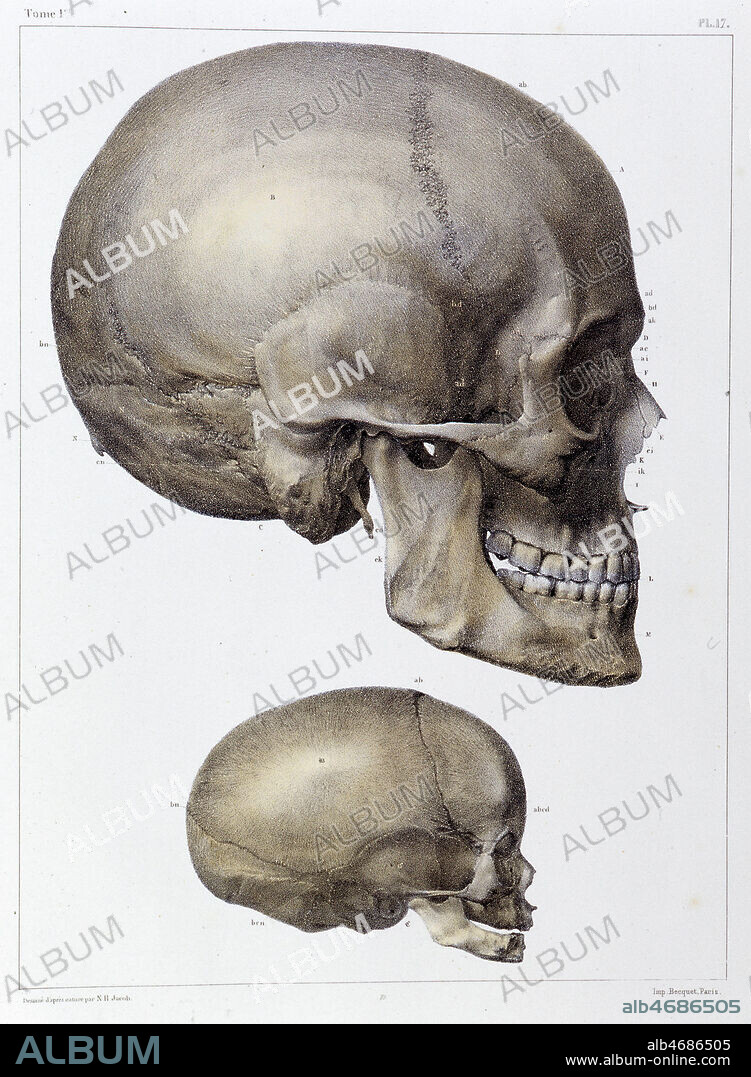 Crane d'un adulte et d'un foetus a terme, de profil. Illustration de N.H. Jacob, in Traite complet de l'anatomie de l'homme par les docteurs Bourgery et Claude Bernard 1866 - 1867 . Manuel medical 19eme. Credit Collection VAV/Kharbine Tapabor.