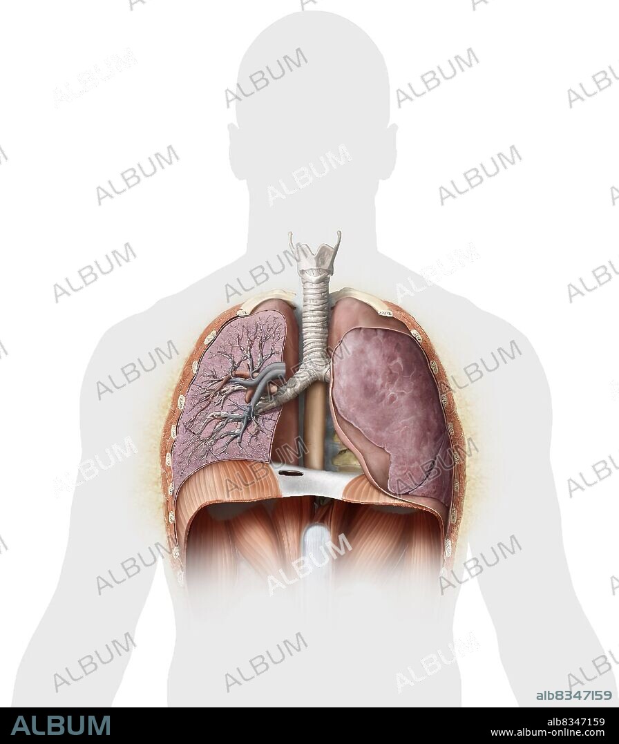 This image shows a cross section of the lungs, which reveals the main bronchus, the lobe bronchus and the terminal bronchiole.