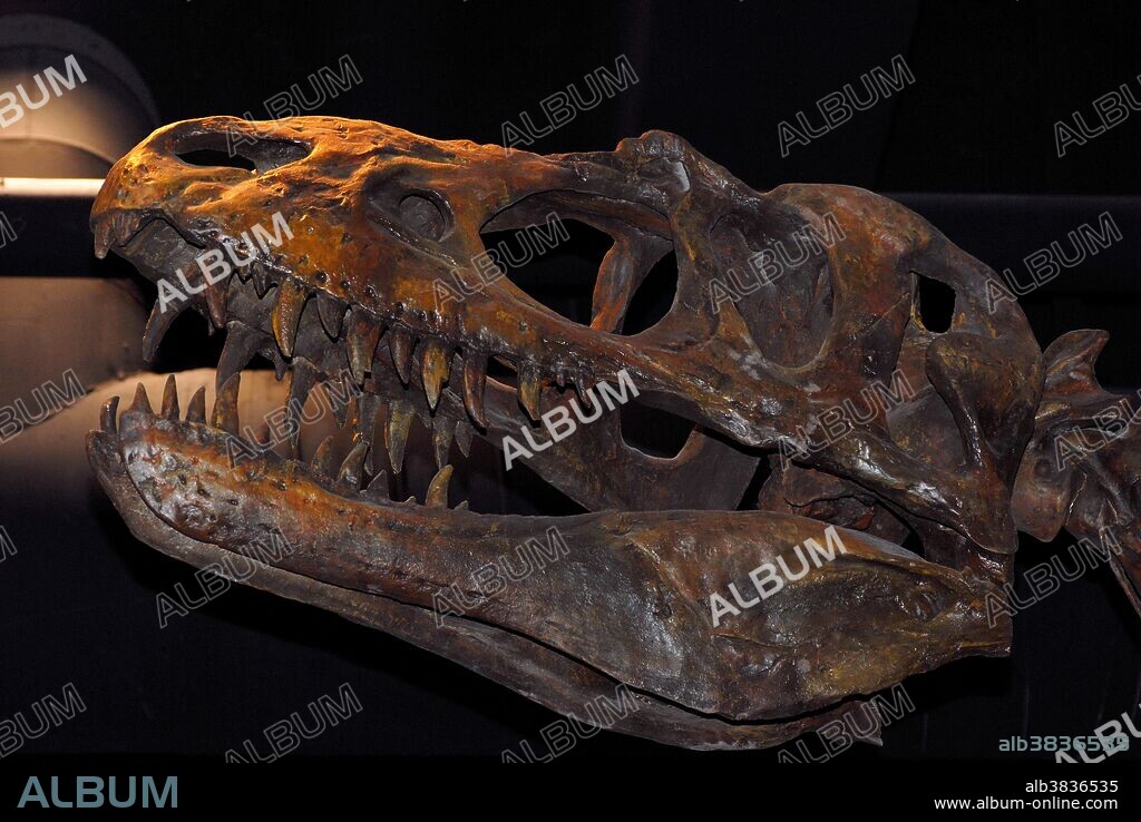 Albertosaurus skull. N.C.State Museum, Raleigh, NC.
