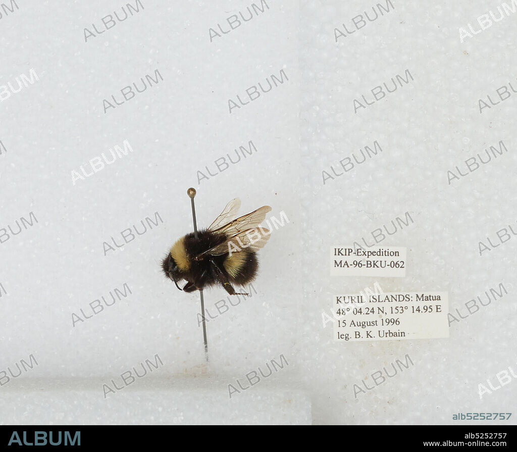 Matua, Kuril Islands, Sakhalin, Russia, Bombus sp., Animalia, Arthropoda, Insecta, Hymenoptera, Apidae, Apinae.