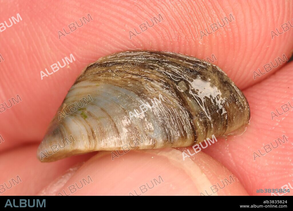 Zebra Mussel (Dreissena polymorpha). This species that was introduced accidentally to North America in 1988 and has quickly spread to most fresh water lakes and streams. It clogs water pipes and has lead to numerous cuts to swimmers.