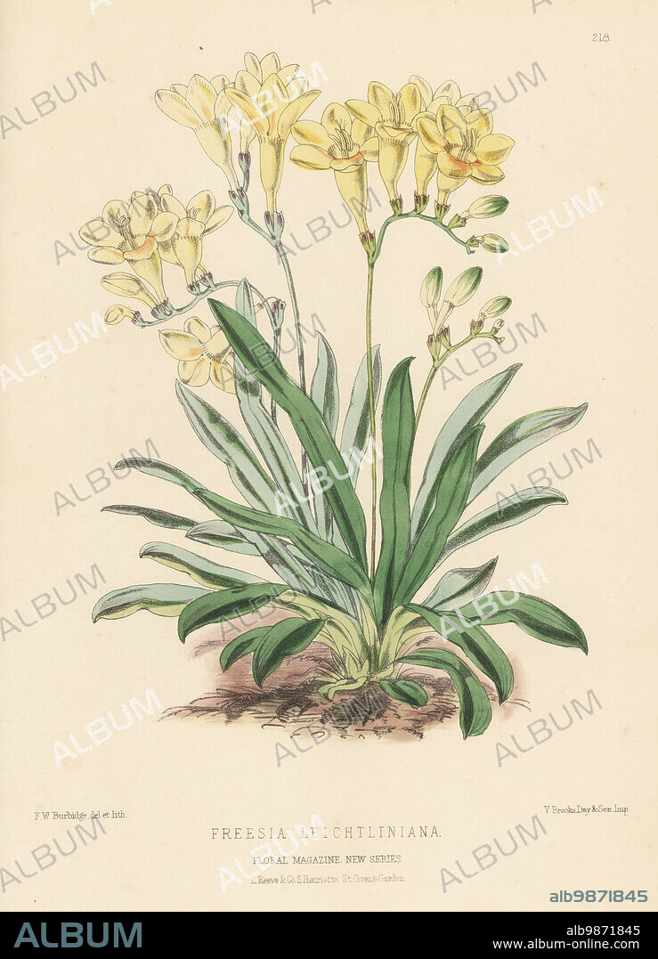 Leichtlin's freesia, Freesia leichtlinii. Introduced from the Cape of Good Hope, South Africa, by the New Plant and Bulb Company, Colchester. As Freezia leichtliniana. Handcolored botanical illustration drawn and lithographed by Frederick William Burbidge from Henry Honywood Dombrain's Floral Magazine, New Series, Volume 5, L. Reeve, London, 1876. Lithograph printed by Vincent Brooks, Day & Son.