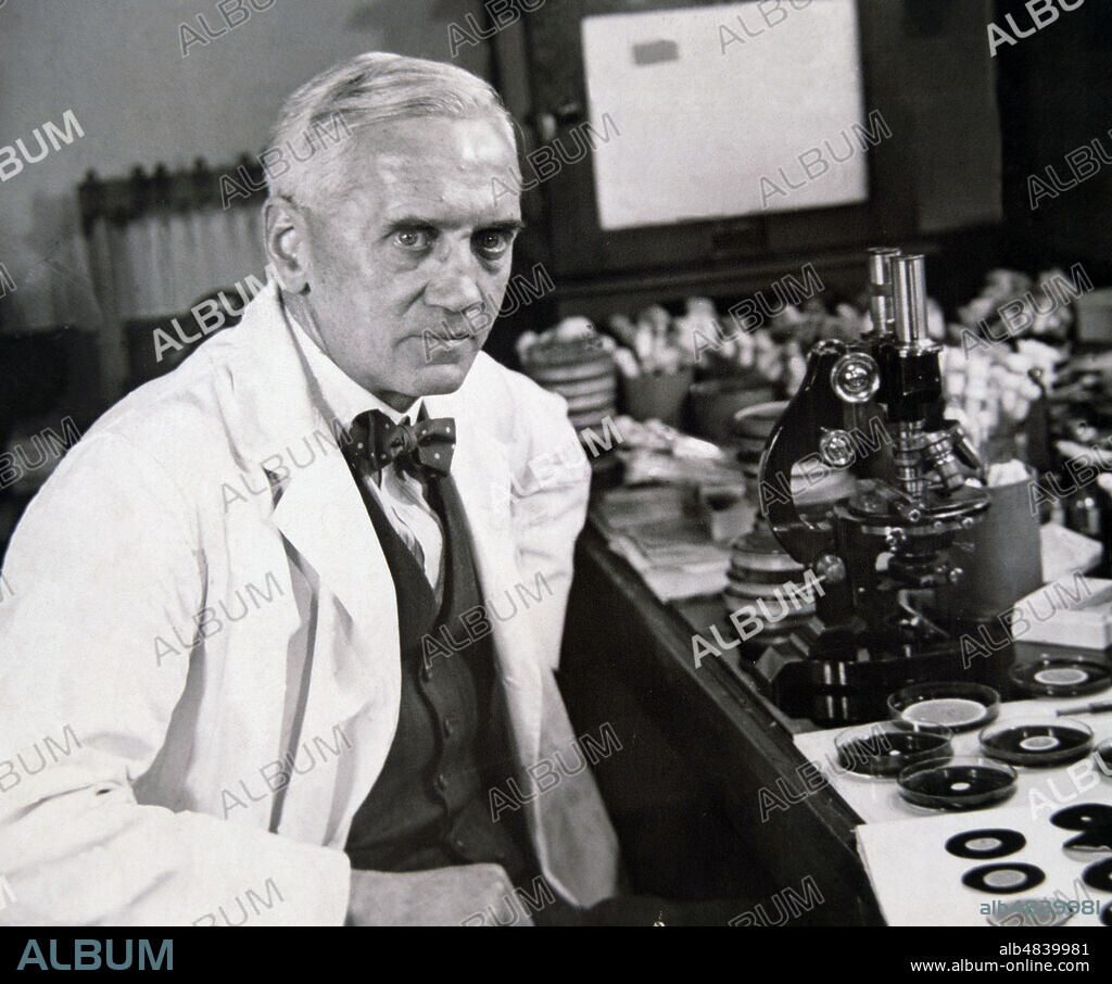 FLEMING, ALEXANDER. MICROBIOLOGO INGLES. 1881-1955. DESCUBRIDOR DE LA PENICILINA. TRABAJANDO EN SU LABORATORIO DEL HOSPITAL ST MARY , PADDINGTONG , LONDON.