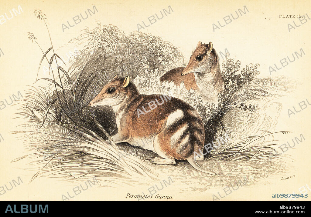 Eastern barred bandicoot, Perameles gunnii. Vulnerable. Gunn's perameles, Perameles gunnii. Handcoloured steel engraving by Lizars after an illustration by George Robert Waterhouse from his Marsupialia or Pouched Animals, Volume XI of the Naturalists Library, W. H. Lizars, Edinburgh, 1841. Waterhouse (1810-1888) was curator at the Zoological Society of Londons museum.