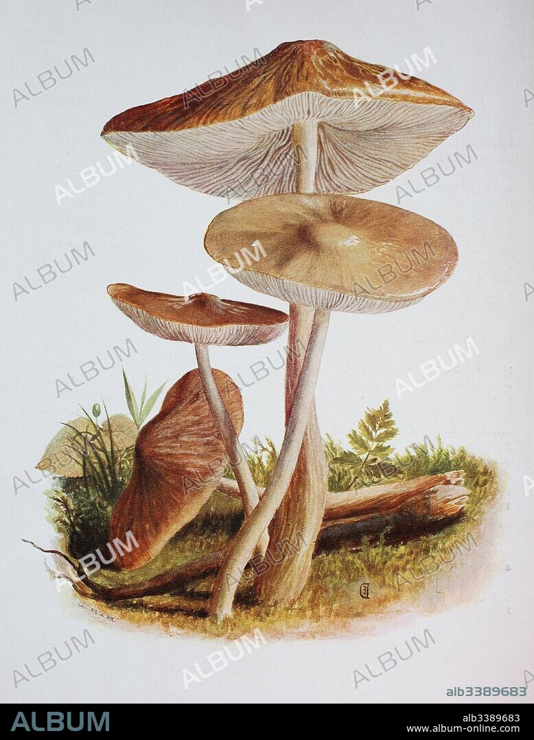 Xerula radicata, commonly known as the Deep Root mushroom, Collybia radicata, digital reproduction of an ilustration of Emil Doerstling (1859-1940).