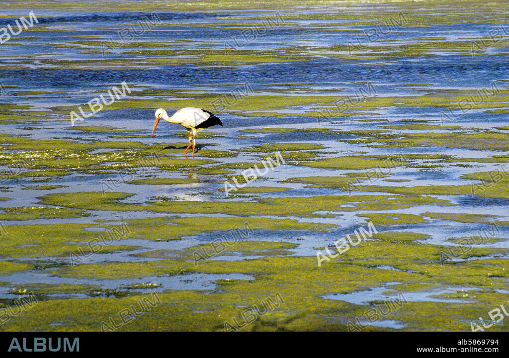 Alt Empordà: Aiguamolls de L'Empordà Natural Park; Storch am Sumpf
(Alt Empordà/Costa Brava).