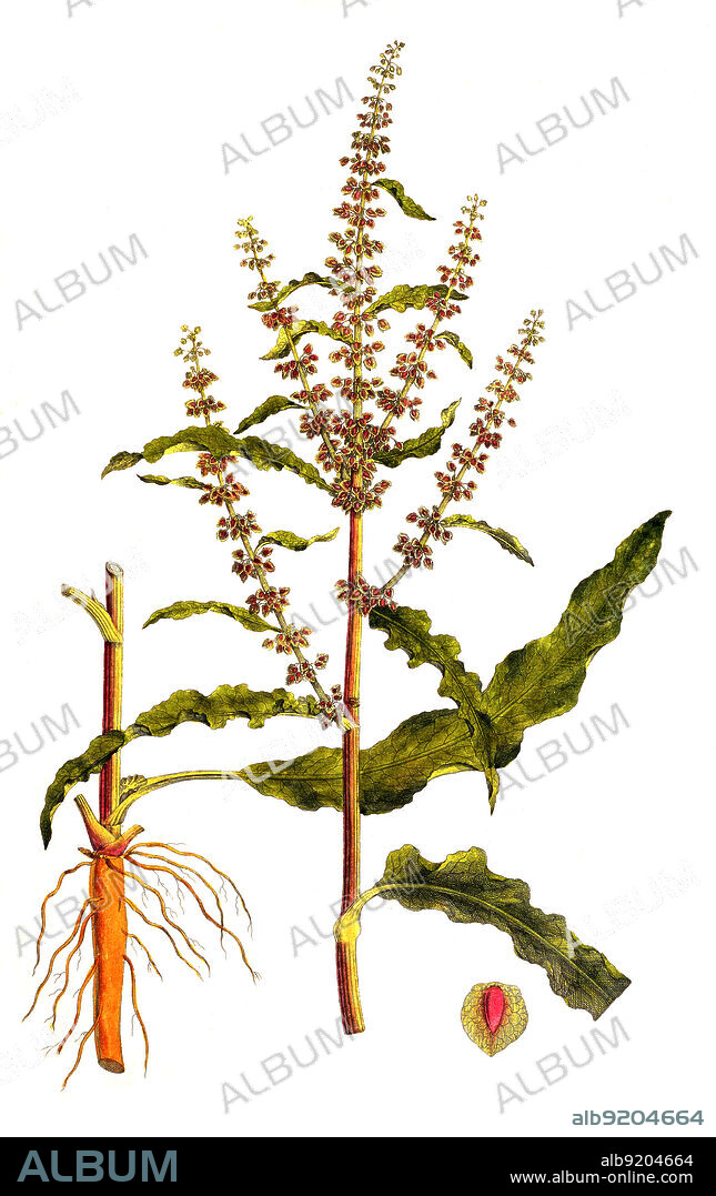 Krauser Ampfer, Rumex crispus / Rumex crispus, the curly dock, curled dock or yellow dock, historical, digital improved reproduction of an original from the 19th century / digital restaurierte Reproduktion einer Originalvorlage aus dem 19. Jahrhundert, genaues Originaldatum nicht bekannt.