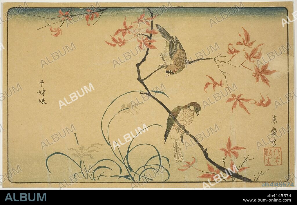 KITAO MASAYOSHI (KUWAGARA KEISAI). Society Finches (Jushimatsu). Kitao Masayoshi (Kuwagata Keisai); Japanese, 1764-1824. Date: 1790-1799. Dimensions: 9 1/2 x 15 in. Color woodblock print; oban. Origin: Japan.
