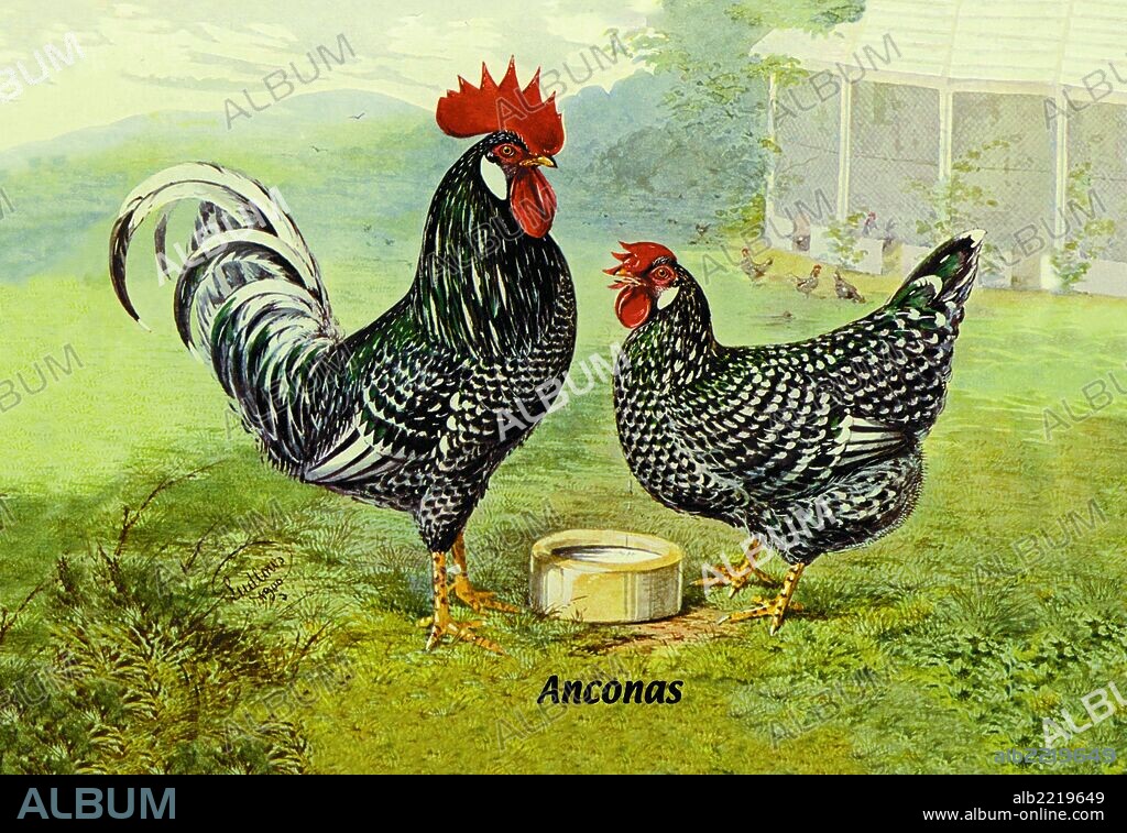 Anconas (Chickens) 1900.