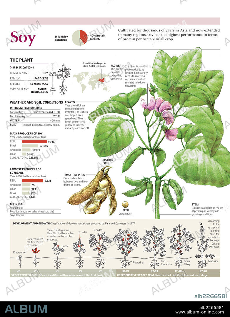 soy. Infographics of the parts of soybean plant, its growth cycle and its global cultivation.