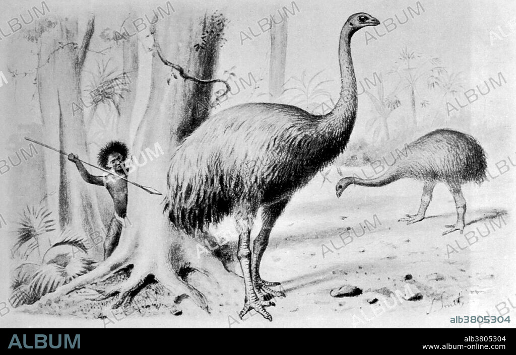The giant moa (Dinornis) is an extinct genus of ratite birds belonging to the moa family. Like all ratites it was a member of the order Struthioniformes. The Struthioniformes are flightless birds with a sternum without a keel. They also have a distinctive palate. It was endemic to New Zealand. Dinornis may have been the tallest bird that ever lived, with the females of the largest species standing 12 feet. This animal appeared during Cenozoic era, the most recent era of geologic time, from about 65 million years ago to the present. The Cenozoic Era is characterized by the formation of modern continents and the diversification of mammals and plants. Grasses also evolved during the Cenozoic. The climate was warm and tropical toward the beginning of the era and cooled significantly in the second half, leading to several ice ages. Humans first appeared near the end of this era. Entitled: Moas of New Zealand. Plate XXXVIII from unidentified source. 1916.