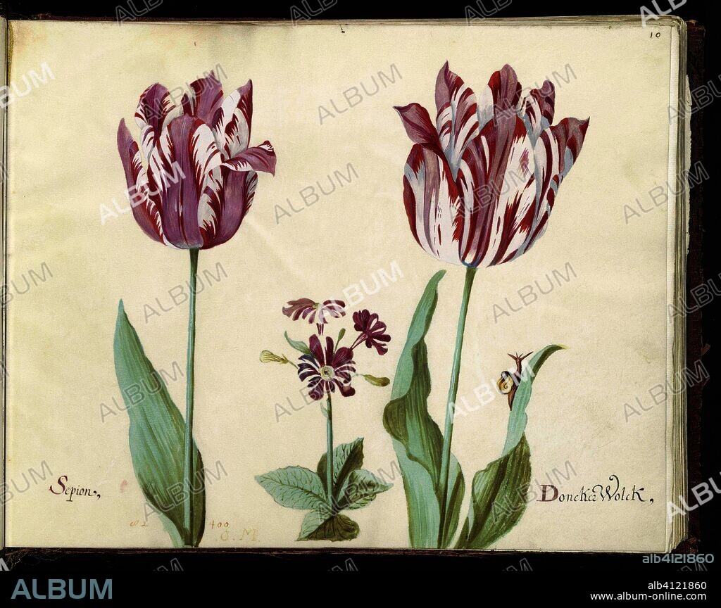Twee tulpen met primula en slak. Sepion / Doncker Wolck (title on object). Draughtsman: Jacob Marrel (mentioned on object). Dating: 1637. Measurements: h 265 mm × w 335 mm.