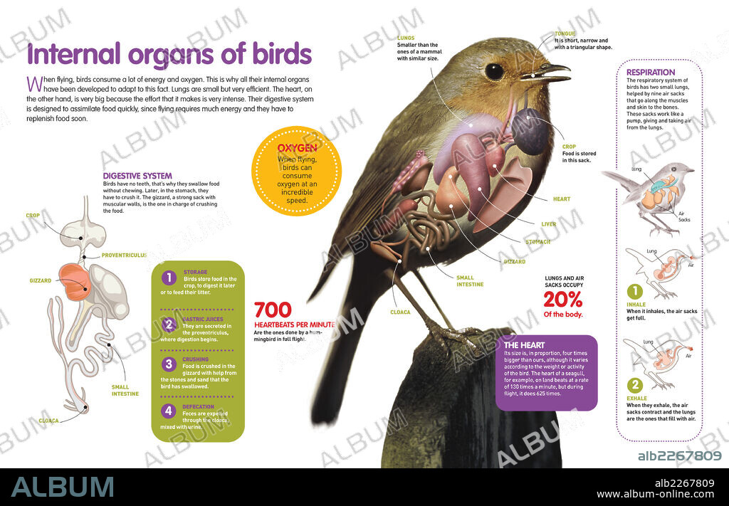 Internal organs of birds. Infographic that shows the internal organs of birds, their digestive system and their respiratory system.