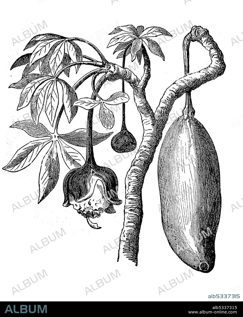 Fruit and flower of baobab, Adansonia digitata, illustration from 1870  /  Frucht und Blüte des Affenbrotbaum, Baobab, Adansonia digitata, Illustration aus 1870, Historisch, historical, digital improved reproduction of an original from the 19th century / digitale Reproduktion einer Originalvorlage aus dem 19. Jahrhundert,.