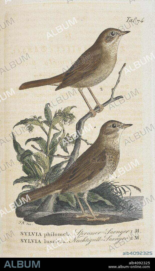 JOHANN ANDREAS NAUMANN. Sylvia philomela. Sylvia luscinia. The Nightingale. J. A. Naumann's ... Naturgeschichte der VoÌˆgel Deutschlands, nach eigenen Erfahrungen entworfen. Durchaus umgearbeitet, ... sehr vermehrt ... und ... aufs Neue herausgegeben von ... J. F. Naumann. (Fortsetzung der NachtraÌˆge, ZusaÌˆtze und Verbesserungen von Dr. J. H. Blasius, Dr. E. Baldamus und Dr. F. Sturm.) [With coloured plates.]. Leipzig ; Stuttgart, 1822-60. Source: 1257.h.1-13 vol.II after 362, plate 74. Language: German.