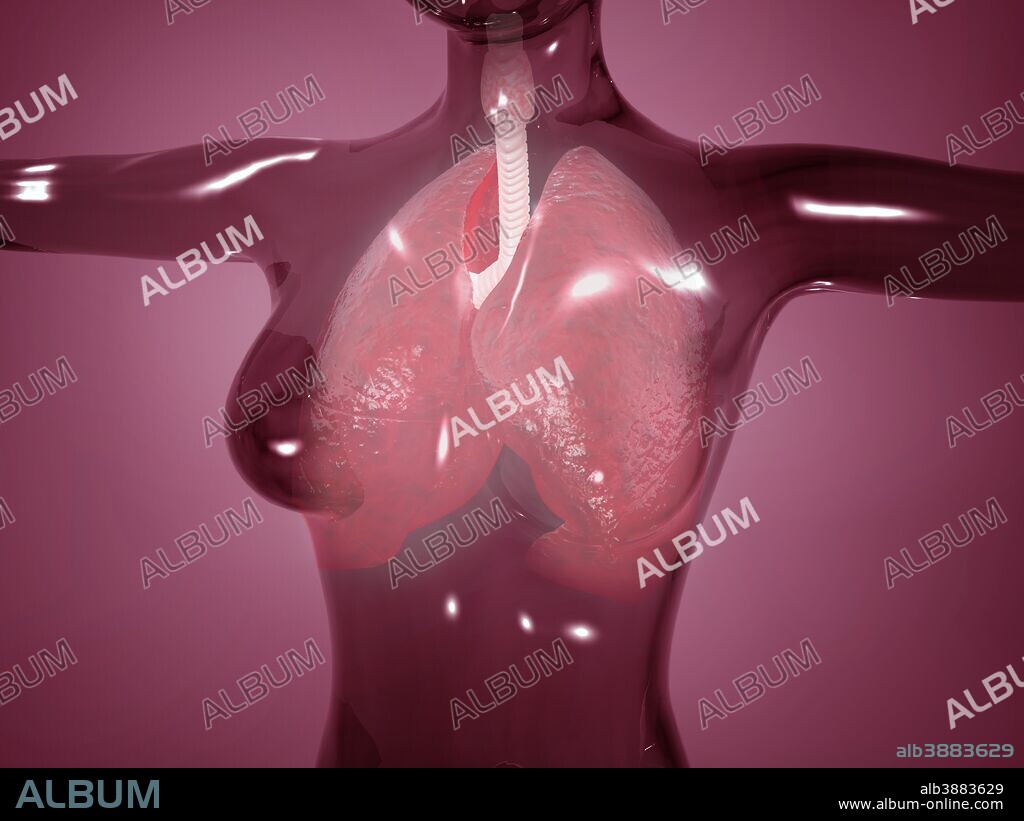 Conceptual image of female body with lungs, glassy look.