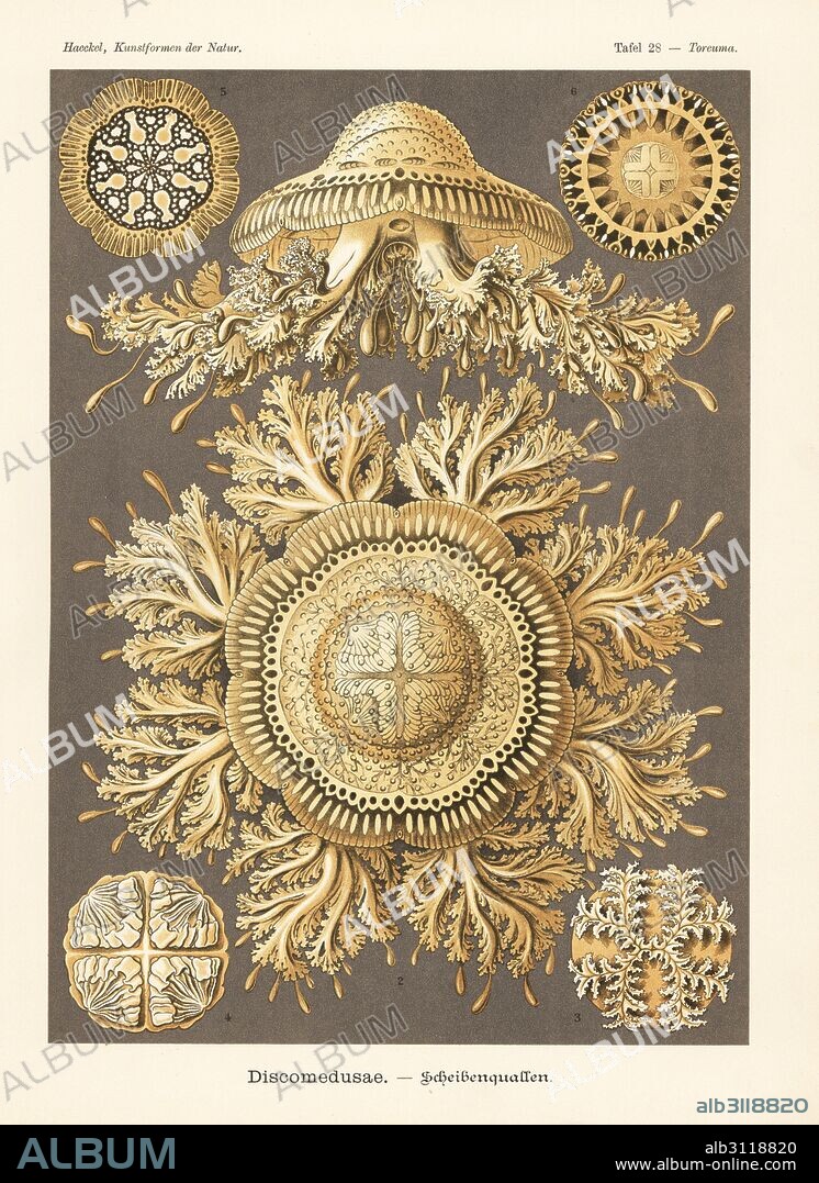 Discomedusae jellyfish: Toreuma bellagemma 1-4, Toreuma thamnostoma 5, and upside-down jellyfish, Cassiopea andromeda 6. Chromolithograph by Adolf Glitsch from an illustration by Ernst Haeckel from Art Forms in Nature, Kunstformen der Natur, Liepzig, Germany, 1904.
