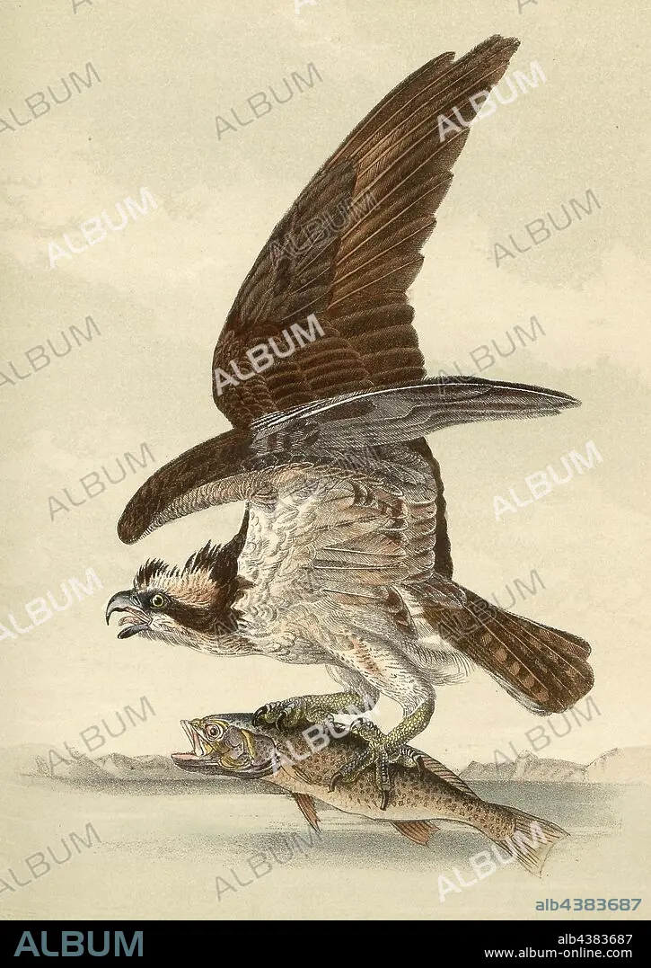 Common Osprey Fish Hawk, Osprey (Pandion haliaetus), Signed: J.J. Audubon,  J.T. Bowen, lithograph, Pl. 15 (vol. 1), Audubon, John James (drawn);  Bowen, J. T. (lith.), 1856 - Album alb4383687