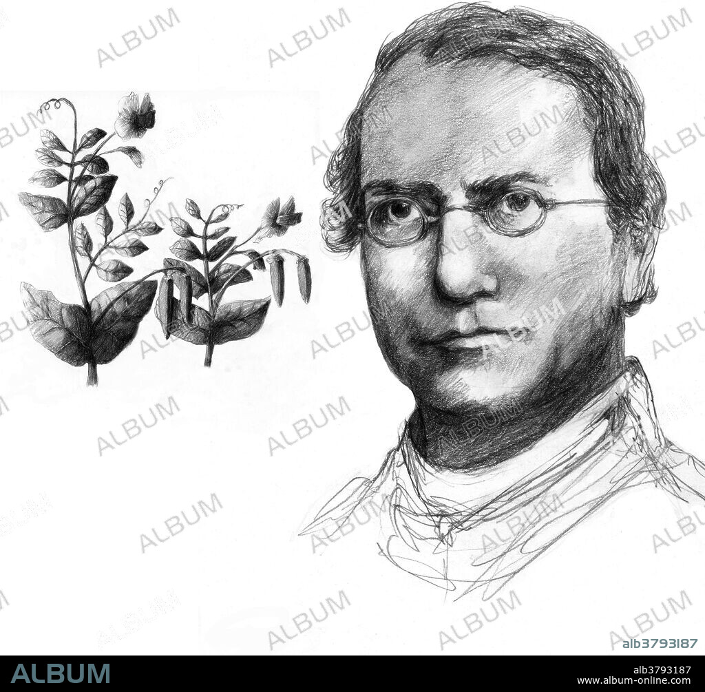Illustration of Gregor Johann Mendel (1822-1884), Austrian botanist and founder of genetics. Mendel, the abbot of an abbey in Brno, carried out breeding experiments with pea plants. His results revealed the statistical laws of heredity, and he postulated the existence of a unit of heredity that is now called the gene.