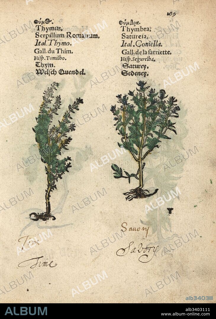 Common thyme, Thymus vulgaris, and summer savory, Satureja hortensis. Handcoloured woodblock engraving of a botanical illustration from Adam Lonicer's Krauterbuch, or Herbal, Frankfurt, 1557. This from a 17th century pirate edition or atlas of illustrations only, with captions in Latin, Greek, French, Italian, German, and in English manuscript.