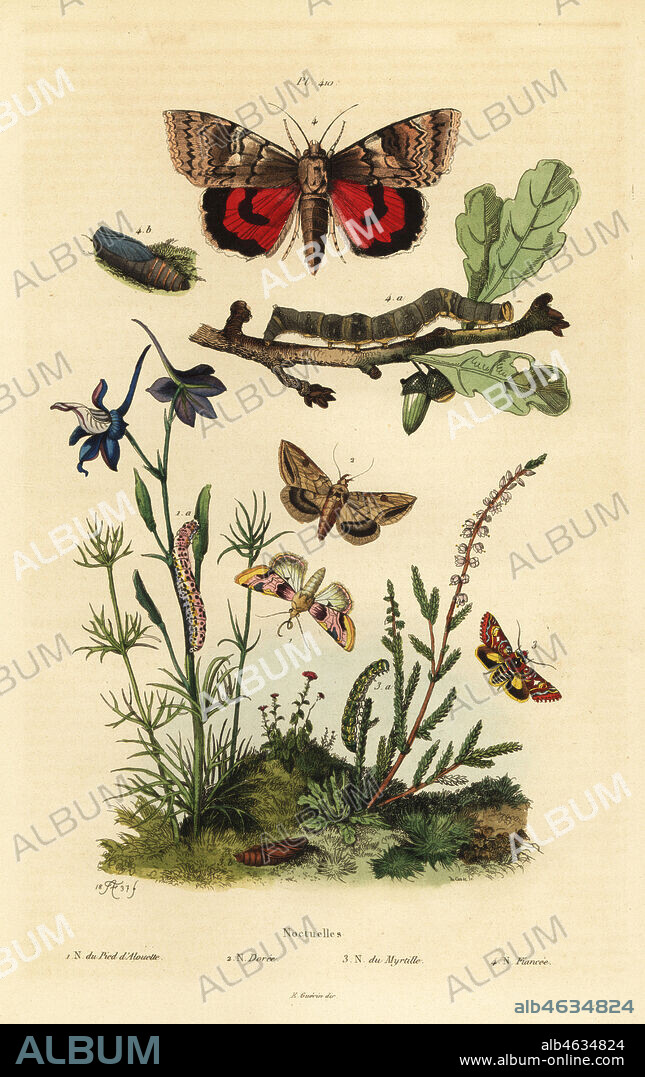 Pease blossom, Periphanes delphinii 1, cotton bollworm, Helicoverpa armigera 2, yellow underwing, Anarta myrtilli 3, and large yellow underwing, Noctua pronuba, larva and pupa 4. Noctuelles butterflies: d'alouette, doree, du myrtille, fiancee. Handcoloured steel engraving by du Casse after an illustration by Adolph Fries from Felix-Edouard Guerin-Meneville's Dictionnaire Pittoresque d'Histoire Naturelle (Picturesque Dictionary of Natural History), Paris, 1834-39.