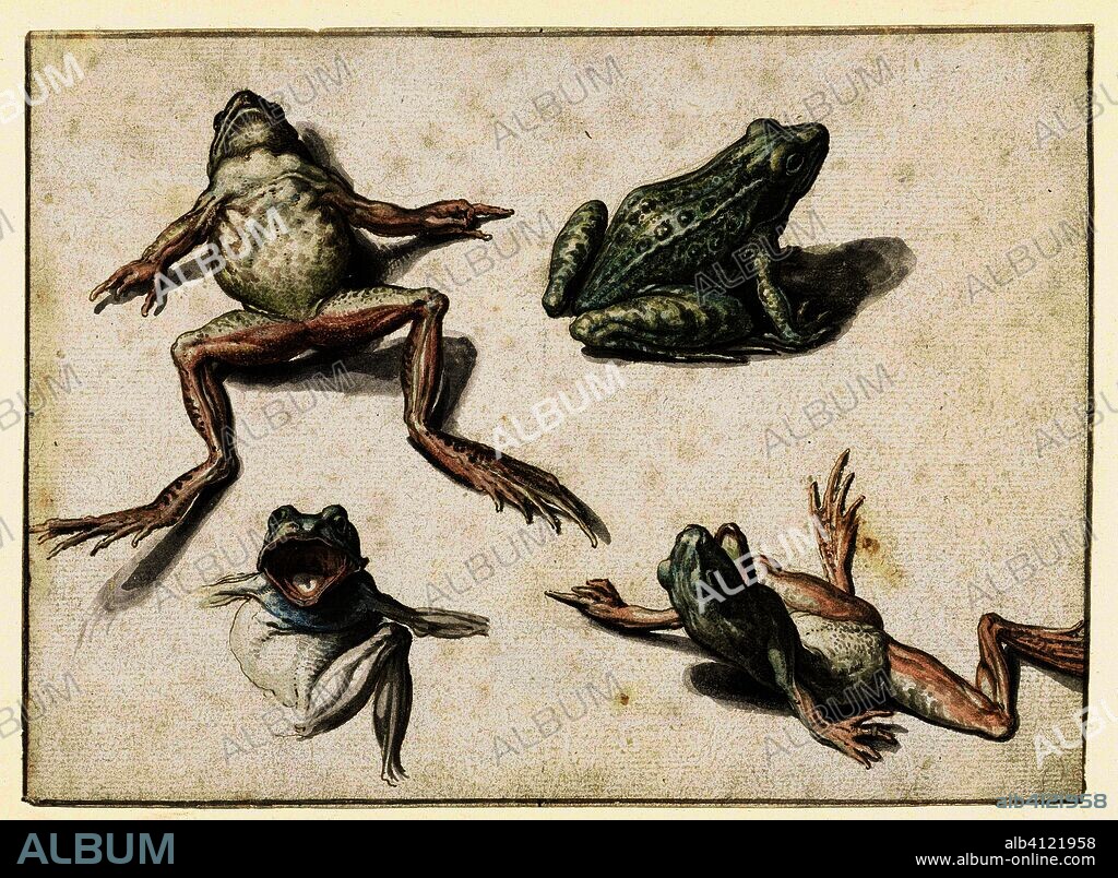 Four studies of a frog. Draughtsman: Jacob de Gheyn (II). Dating: 1575 - 1625. Measurements: h 142 mm × w 196 mm.