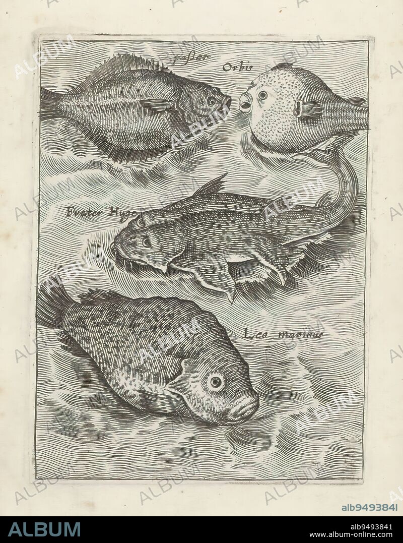 Plaice, Hedgehog fish, Frater Hugo and Sea Lion fish, Fish (series title), Piscium Vivae Icones (series title), Four fish. From top to bottom a plaice, hedgehog, Frater Hugo and sea lion fish. Each fish has its name in Latin. This print is part of an album., print maker: anonymous, print maker: Crispijn van de Passe (I), (rejected attribution), after design by: Adriaen Collaert, Utrecht, 1635 - 1660, paper, engraving, height 122 mm × width 92 mm.