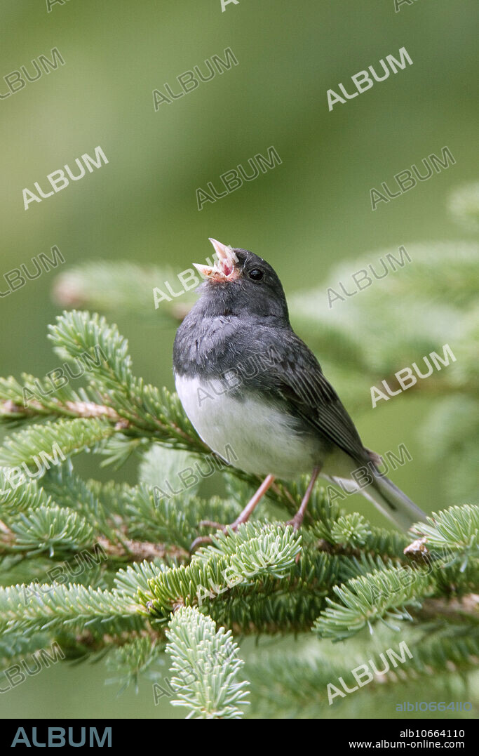 Dark-eyed junco (Junco hyemalis).