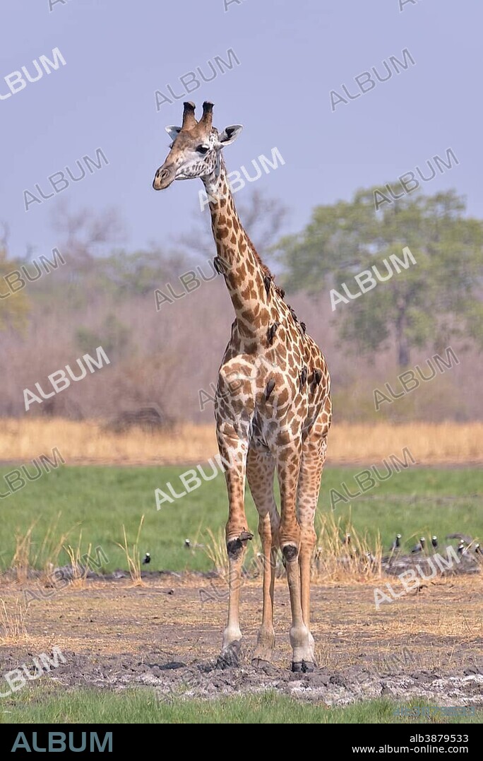 Rhodesian giraffe (Giraffa camelopardalis thornicrofti), South Luangwa National Park, Zambia, Africa.