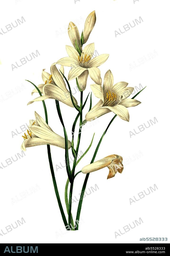 Weisse Trichterlilie, Paradisea liliastrum, auch Weisse Paradieslilie oder Alpen-Paradieslilie, St. Bruno Lilie aus der Pflanzengattung der Lilien .