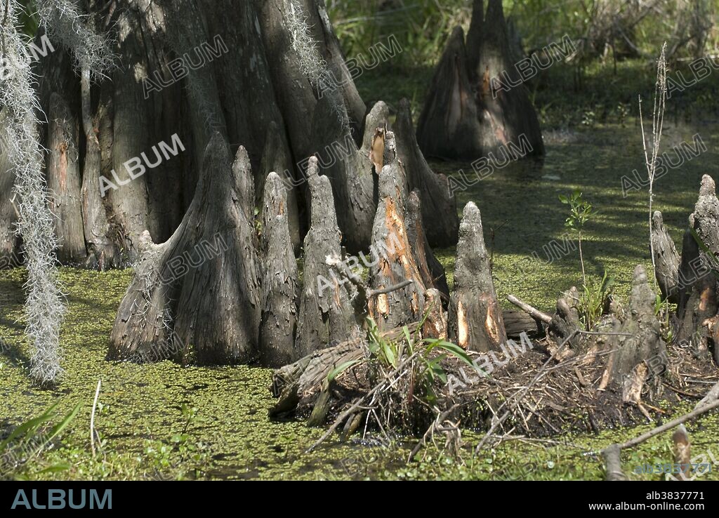 Bald cypress (Taxodium distichum) knees (roots) in a Louisiana swamp, Jean Lafitte National Preserve.