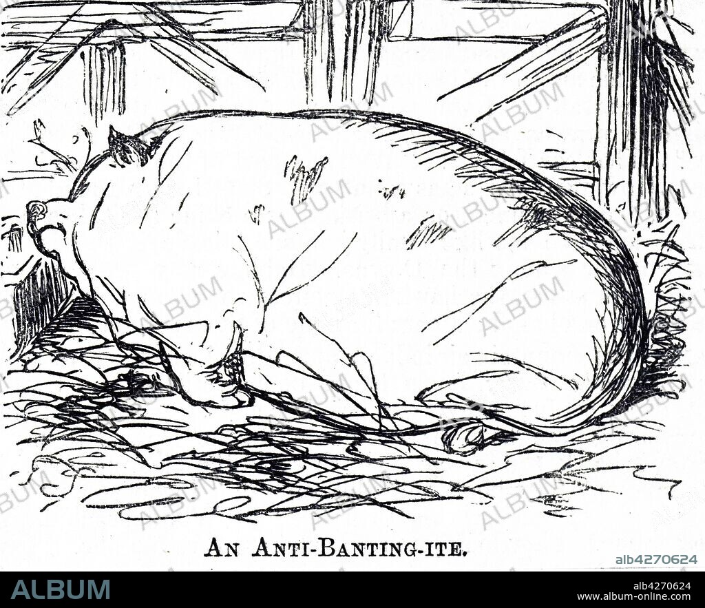Cartoon commenting on William Banting's cure for obesity which excluded fats and carbohydrates. The morbidly obese pig is clearly not following the Banting diet. William Banting (1796-1878) an English undertaker, who was the first to popularise a weight loss diet based on limiting the intake of carbohydrates. Dated 19th century.