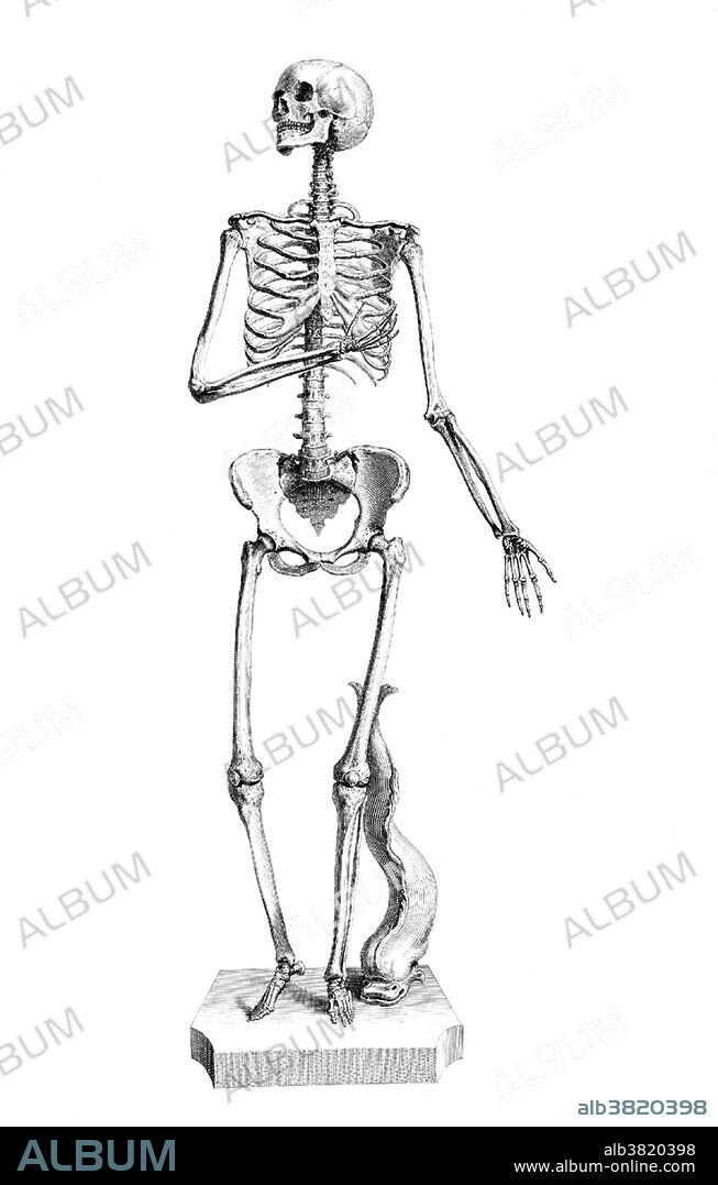 Plate 34. William Cheselden (October 19, 1688 - April 10, 1752) was an English surgeon and teacher of anatomy and surgery. He studied anatomy in London under William Cowper, and began lecturing anatomy in 1710. He was elected as a Fellow of the Royal Society in 1712 and the following year saw the publishing of his Anatomy of the Human Body, which achieved great popularity becoming an essential study source for students, lasting through thirteen editions, mainly because it was written in English instead of Latin as was customary. In 1733 he published Osteographia or the Anatomy of Bones, the first full and accurate description of the anatomy of the human skeletal system. Osteographia, with its novel vignettes and its use of a camera obscura in the production of the plates, is recognized as a landmark in the history of anatomical illustration. In 1744 he was elected to the position of Warden of the Company of Barber-Surgeons, and had a role in the separation of the surgeons from the barbers and to the creation of the independent Company of Surgeons in 1745, an organization that would become the Royal College of Surgeons of England. He died in 1752 at the age of 63.