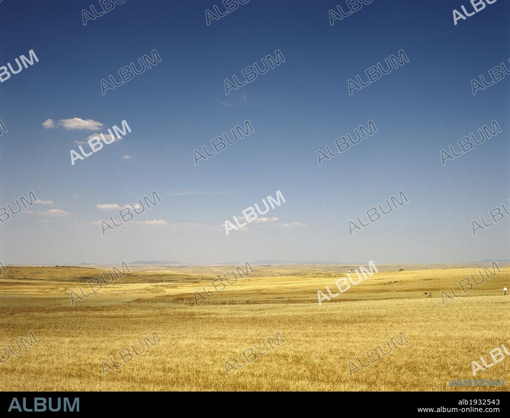 CAMPOS DE TRIGO. Alrededores de Campanario. Comarca de la Serena. Provincia de Badajoz. Extremadura. España.